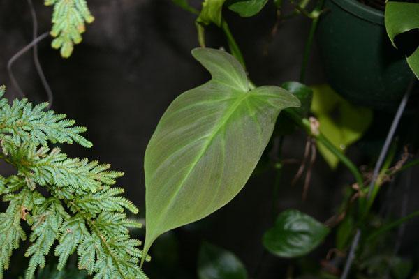 Philodendron camposportoanum